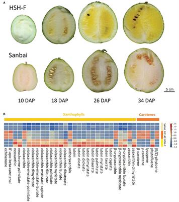 Genetic mapping of a single nuclear locus determines the white flesh color in watermelon (Citrullus lanatus L.)